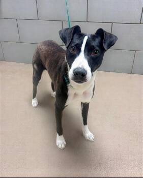 Navi -  Mixed Breed Dog for Adoption in Nashville, Tennessee - Navi | PetCurious