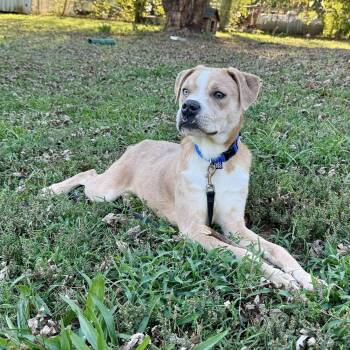 Rescue Boxer Dogs for Adoption in Springfield, Missouri - London | PetCurious