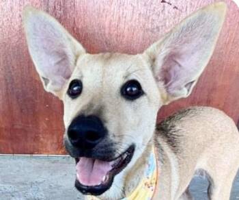 Colleen -  Mountain Dog Dog for Adoption in San Ramon, California - Colleen | PetCurious