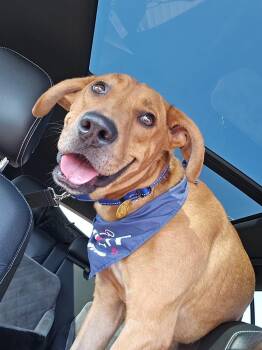 Diego -  Hound and Rhodesian Ridgeback Dog for Adoption in Valley Park, Oklahoma - Diego | PetCurious