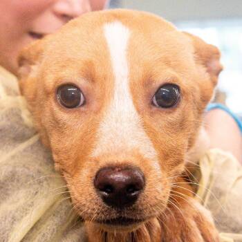 Mixed Breed Dogs Available for Adoption in Kennebunk, Maine - Esther | PetCurious