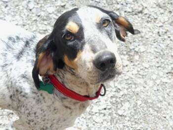 Dulcie-sponsored -  English Coonhound Dog for Adoption in Monterey, Virginia - Dulcie-sponsored | PetCurious