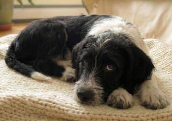Standard Poodle and Beagle Dogs Available for Adoption - Zeke | PetCurious