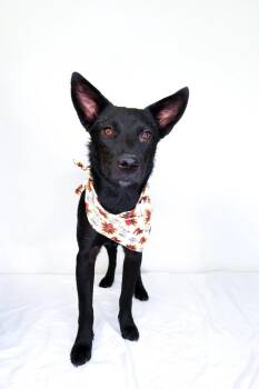 Rescue Shepherd Dogs for Adoption in Bixby, Oklahoma - Bellini | PetCurious