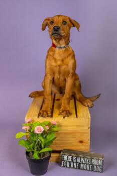 Shepherd Dogs Available for Adoption - 158-26 | PetCurious