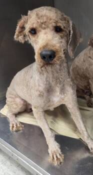 Benji -  Golden Retriever and Poodle Dog for Adoption in Malvern, Pennsylvania - Benji | PetCurious