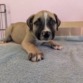 Rescue Mixed Breed Dogs for Adoption in Loxahatchee Groves, Florida - Pup 7 | PetCurious