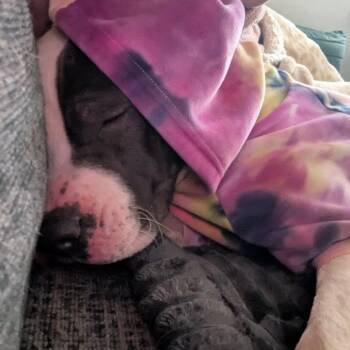 Pit Bull Terrier and Mixed Breed Dogs Available for Adoption - Stokely | PetCurious