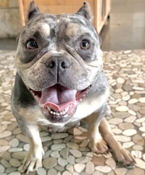 American Bulldog Dogs Available for Adoption in Houston, Texas - A654471 | PetCurious