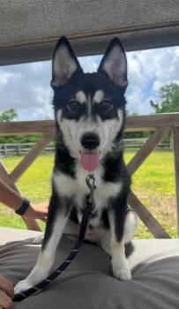 MADDIE -  Husky Dog Available for Adoption in Houston, Texas - MADDIE | PetCurious