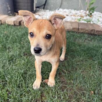 Duckie -  Mixed Breed Dog for Adoption in Sioux Falls, South Dakota - Duckie | PetCurious
