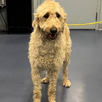 Poodle and Mixed Breed Dogs Available for Adoption in Greensboro, North Carolina - Truffle | PetCurious