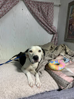 Rescue Labrador Retriever and Pointer Dogs for Adoption in Opelousas, Louisiana - Pebble | PetCurious