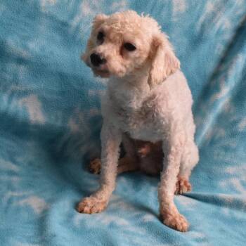 Statler -  Miniature Poodle and Mixed Breed Dog for Adoption in Eureka, California - Statler | PetCurious