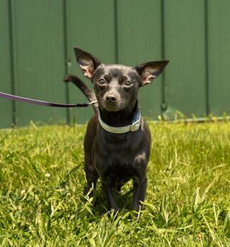 SASSY -  Chihuahua and Jack Russell Terrier Dog for Adoption in Owensboro, Kentucky - SASSY | PetCurious