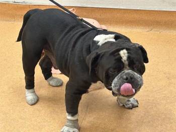 BIGGIE -  English Bulldog and Mixed Breed Dog for Adoption in Martinez, California - BIGGIE | PetCurious