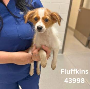 Fluffkins -  Terrier Dog for Adoption in Temple Terr, Florida - Fluffkins | PetCurious