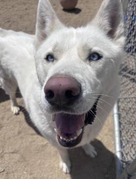 Ghost -  Husky Dog for Adoption in Incline Village, Nevada - Ghost | PetCurious