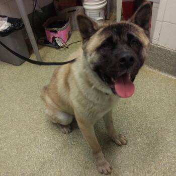 IVHS-Stray-140464 -  Akita Dog for Adoption in San Gabriel, California - IVHS-Stray-140464 | PetCurious