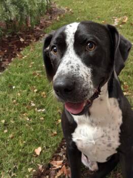 Rescue German Shorthaired Pointer Dogs for Adoption in Tunica, Mississippi - Freeway | PetCurious