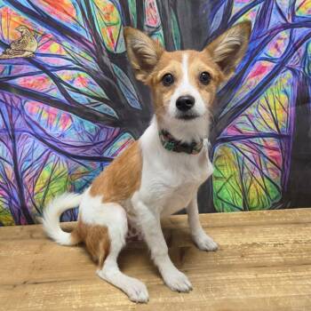 Tono -  Jack Russell Terrier and Chihuahua Dog for Adoption in Normal, Illinois - Tono | PetCurious