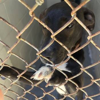 Rescue Mixed Breed Dogs for Adoption in Summerville, South Carolina - Rayma | PetCurious