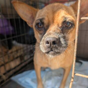 Butch -  Chihuahua and Mixed Breed Dog for Adoption in West Plains, Missouri - Butch | PetCurious