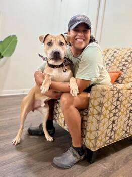 Koda Bear Hug -  American Staffordshire Terrier and Pit Bull Terrier Dog for Adoption in Friendswood, Texas - Koda Bear Hug | PetCurious