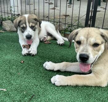 GEORGE -  Great Pyrenees and Mixed Breed Dog for Adoption in Cincinnati, Ohio - GEORGE | PetCurious