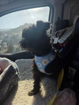 Blackberry -  Mixed Breed Dog Available for Adoption in Town 