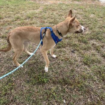 Mixed Breed Dogs Available for Adoption in Windsor, Virginia - Toast Malone | PetCurious