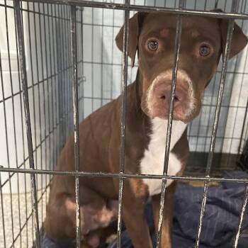 Dean -  Doberman Pinscher and Mixed Breed Dog for Adoption in Port Charlotte, Florida - Dean | PetCurious