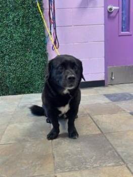 Mixed Breed Dogs Available for Adoption in El Paso, Texas - Malcolm | PetCurious