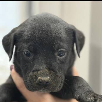 Shepherd and Australian Shepherd Dogs Available for Adoption in Midland, Texas - Woody | PetCurious