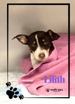 Rescue Rat Terrier Dogs for Adoption in Council Bluffs, Iowa - Lilith | PetCurious