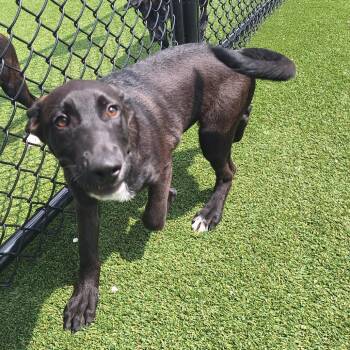 Yummy Nanami 3947 -  Black Labrador Retriever and Mixed Breed Dog for Adoption in Loxahatchee Groves, Florida - Yummy Nanami 3947 | PetCurious