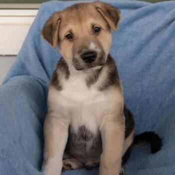 Popeye -  Anatolian Shepherd Dog for Adoption in Pflugerville, Texas - Popeye | PetCurious