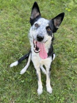 June -  Border Collie Dog for Adoption in Culpeper, Virginia - June | PetCurious