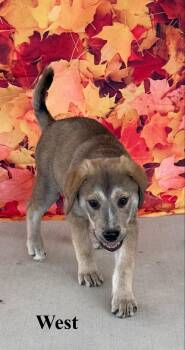 West -  Shepherd Dog for Adoption in Celina, Ohio - West | PetCurious