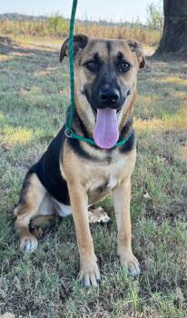 Rescue German Shepherd Dog Dogs for Adoption in Cumby, Texas - Julia | PetCurious