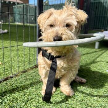 Piper -  Yorkshire Terrier and Poodle Dog for Adoption in Agoura Hills, California - Piper | PetCurious