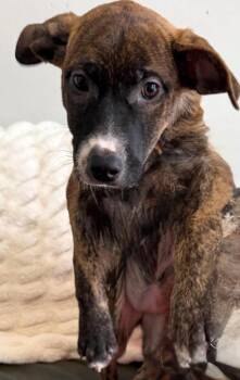 Buttons -  Feist Dog for Adoption in Walker, Louisiana - Buttons | PetCurious
