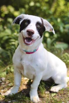 Luca in NH. Come Meet our Adoptable Dogs Wednesday-Saturday. Mor -  Hound Dog for Adoption in Manchester, New Hampshire - Luca In NH. Come Meet Our Adoptable Dogs Wednesday-Saturday. Mor | PetCurious