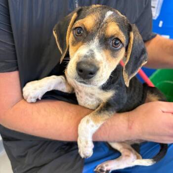 Dotty -  Mixed Breed Dog for Adoption in Wheeling, Illinois - Dotty | PetCurious