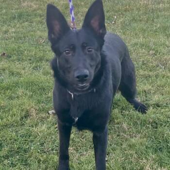 Rescue German Shepherd Dog Dogs for Adoption in Pittsford, Vermont - Lilly | PetCurious