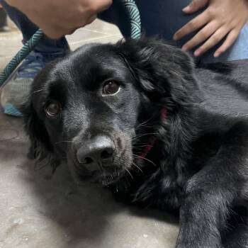 Plum -  Black Labrador Retriever Dog for Adoption in Yuma, Arizona - Plum | PetCurious