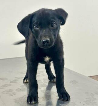 Mixed Breed Dogs Available for Adoption in New York, New York - Ahsoka (p) | PetCurious