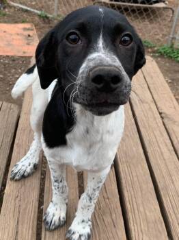 Mixed Breed Dogs Available for Adoption - Kent | PetCurious