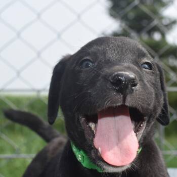 Michael -  Boxer and Labrador Retriever Dog for Adoption in Monon, Indiana - Michael | PetCurious