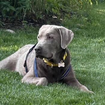 Apollo -  Labrador Retriever Dog for Adoption - Apollo | PetCurious